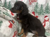 Bambina tiny, a female Maltipoo for sale in Mastic, NY – Photo 6 of 9