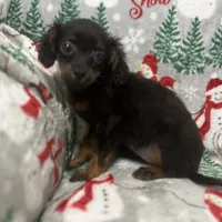 Bambina tiny, a female Maltipoo for sale in Mastic, NY – Photo 3 of 9