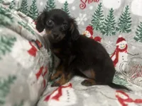 Bambina tiny, a female Maltipoo for sale in Mastic, NY – Photo 3 of 9