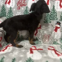 Bambina tiny, a female Maltipoo for sale in Mastic, NY – Photo 7 of 9