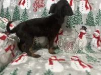 Bambina tiny, a female Maltipoo for sale in Mastic, NY – Photo 7 of 9