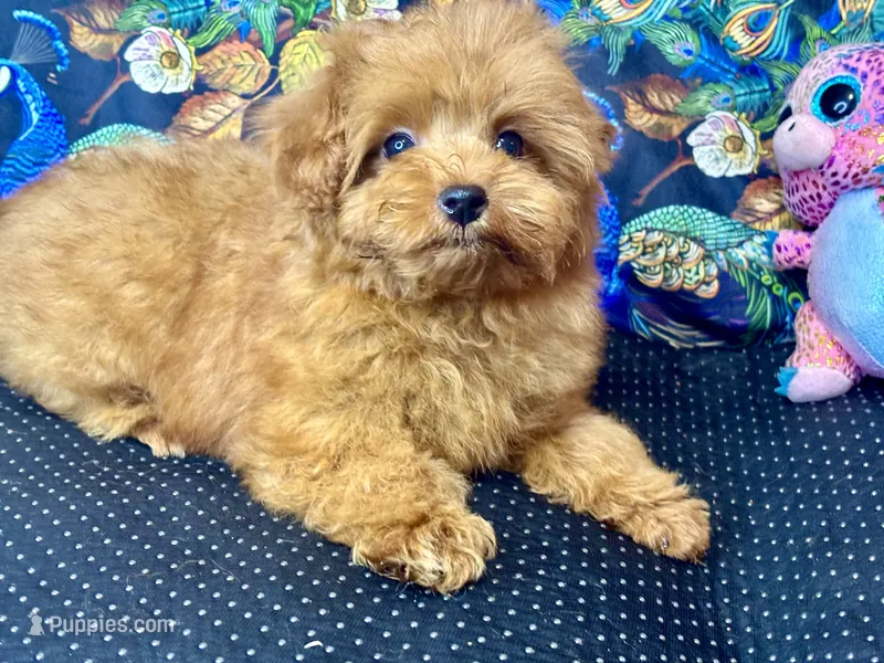 Teddy – Maltipoo puppy for sale in Mastic, NY