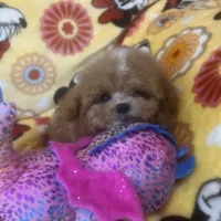 Teddy, a male Maltipoo for sale in Mastic, NY – Photo 1 of 5