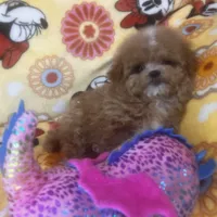 Teddy, a male Maltipoo for sale in Mastic, NY – Photo 5 of 5