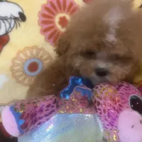 Teddy, a male Maltipoo for sale in Mastic, NY – Photo 2 of 5