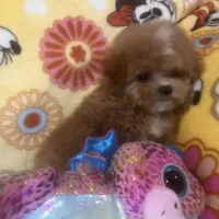 Teddy, a male Maltipoo for sale in Mastic, NY – Photo 3 of 5