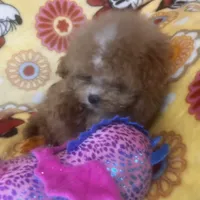 Teddy, a male Maltipoo for sale in Mastic, NY – Photo 4 of 5