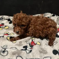 Lucky, a male Poodle - Toy  for sale in Mastic, NY – Photo 2 of 4