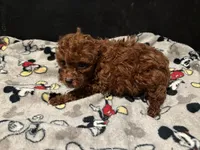 Lucky, a male Poodle - Toy  for sale in Mastic, NY – Photo 2 of 4