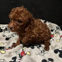 Lucky, a male Poodle - Toy  for sale in Mastic, NY – Photo 4 of 4