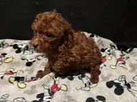 Lucky, a male Poodle - Toy  for sale in Mastic, NY – Photo 4 of 4