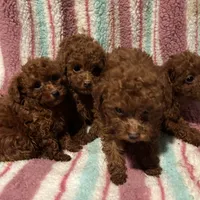 Lucky, a male Poodle - Toy  for sale in Mastic, NY – Photo 3 of 4