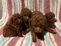 Lucky, a male Poodle - Toy  for sale in Mastic, NY – Photo 3 of 4