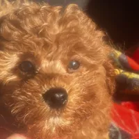 Lucky, a male Poodle - Toy  for sale in Mastic, NY – Photo 1 of 4