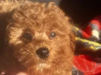 Lucky, a male Poodle - Toy  for sale in Mastic, NY – Photo 1 of 4