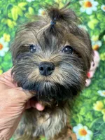 Brandy , a male Maltipoo for sale in Mastic, NY – 3 of 6