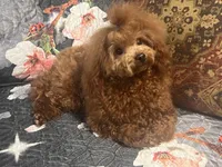 Gio AKC, a male Poodle - Toy  for sale in Mastic, NY – Photo 4 of 6