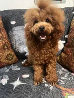 Gio AKC, a male Poodle - Toy  for sale in Mastic, NY – Photo 5 of 6