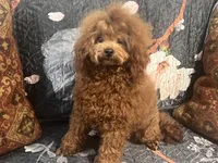 Gio AKC, a male Poodle - Toy  for sale in Mastic, NY – Photo 1 of 6