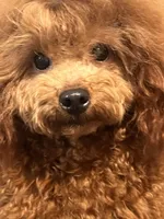 Gio AKC, a male Poodle - Toy  for sale in Mastic, NY – Photo 2 of 6