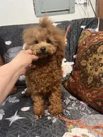 Gio AKC, a male Poodle - Toy  for sale in Mastic, NY – Photo 6 of 6