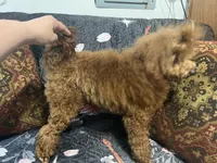 Gio AKC, a male Poodle - Toy  for sale in Mastic, NY – Photo 3 of 6