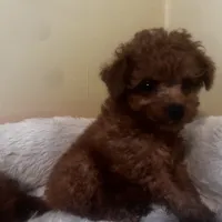 Polena tiny, a female Poodle - Toy  for sale in Mastic, NY – Photo 4 of 6