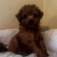 Polena tiny, a female Poodle - Toy  for sale in Mastic, NY – Photo 3 of 6