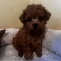 Polena tiny, a female Poodle - Toy  for sale in Mastic, NY – Photo 5 of 6