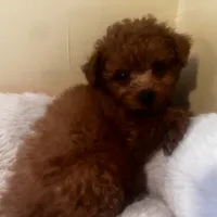 Polena tiny, a female Poodle - Toy  for sale in Mastic, NY – Photo 2 of 6