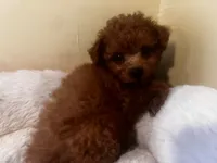 processed/ebf8165f-2352-4bf4-b112-2d5437407a81/listing/b1a55af0-054f-461c-a352-a155f18c0a9a/6569a8bb-c012-41c7-8dd8-9c79a7161435