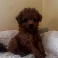 Polena tiny, a female Poodle - Toy  for sale in Mastic, NY – Photo 6 of 6