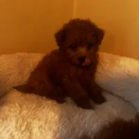 Polena tiny, a female Poodle - Toy  for sale in Mastic, NY – Photo 1 of 6