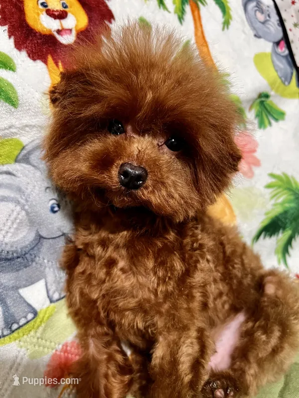 Lucky – Poodle - Toy  puppy for sale in Mastic, NY