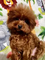 Lucky, a male Poodle - Toy  for sale in Mastic, NY – 1 of 6