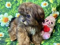 Brandy , a male Maltipoo for sale in Mastic, NY – 4 of 6