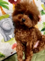 Lucky, a male Poodle - Toy  for sale in Mastic, NY – 5 of 6