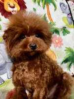 Lucky, a male Poodle - Toy  for sale in Mastic, NY – 6 of 6