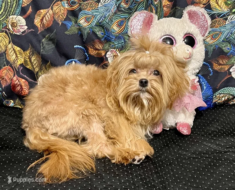 Alure – Maltipoo puppy for sale in Mastic, NY