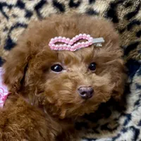 Adel, a female Poodle - Toy  for sale in Mastic, NY – Photo 2 of 6