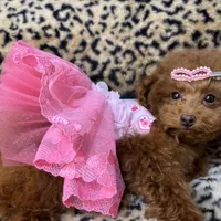 Adel, a female Poodle - Toy  for sale in Mastic, NY – Photo 3 of 6