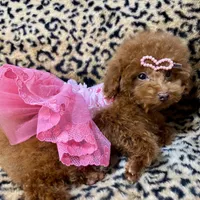 Adel, a female Poodle - Toy  for sale in Mastic, NY – Photo 1 of 6