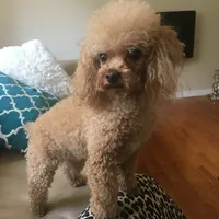 Adel, a female Poodle - Toy  for sale in Mastic, NY – Photo 5 of 6