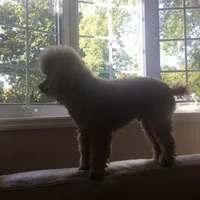 Adel, a female Poodle - Toy  for sale in Mastic, NY – Photo 6 of 6