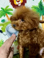 Lucky, a male Poodle - Toy  for sale in Mastic, NY – 3 of 6