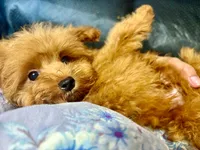 Teddy, a male Maltipoo for sale in Mastic, NY – 2 of 8