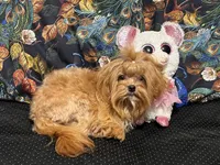 Alure, a female Maltipoo for sale in Mastic, NY – 2 of 2