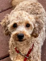 Pluto, a male Poodle - Toy  for sale in Mastic, NY – Photo 1 of 3