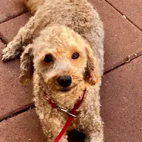 Pluto, a male Poodle - Toy  for sale in Mastic, NY – Photo 3 of 3