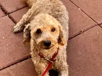 Pluto, a male Poodle - Toy  for sale in Mastic, NY – Photo 3 of 3